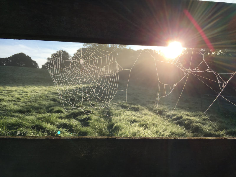 spider's web sunrise dawn
