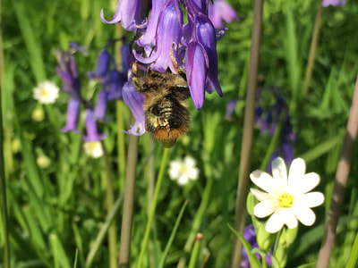 bee and bluebell spring flowers
