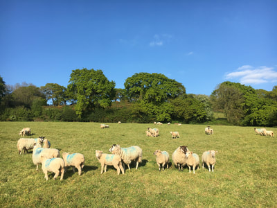 sheep flock ewes lambs field rural