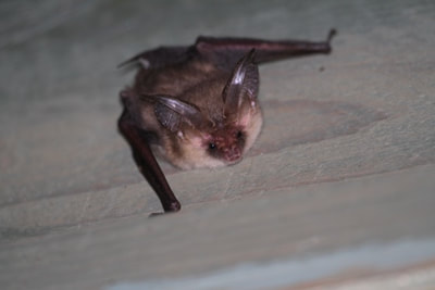 brown long-eared bat plecotus auritus bat walks