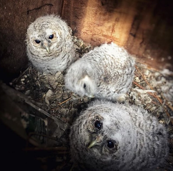 tawny owl owlets nest box